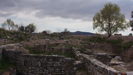 Stone-walls-in-field-with-a-tree-in-Miletus
