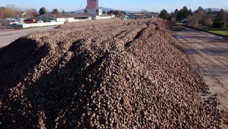 Large-Heap-Of-Harvested-Sugar-Beets-For-Sugar-Production---Drone-Shot