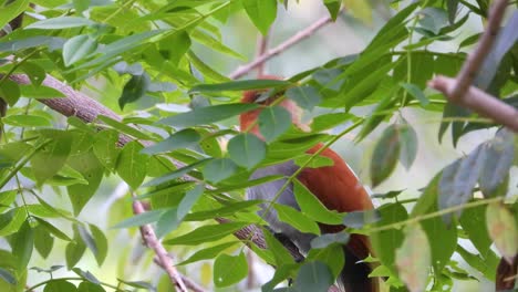 Squirrel-Cuckoo-bird-camouflaged-amidst-tree-foliage-in-Minca,-Colombia
