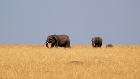 Elefantes-Caminando-En-La-Sabana-En-La-Reserva-Nacional-Masai-Mara,-Kenia---Toma-Amplia