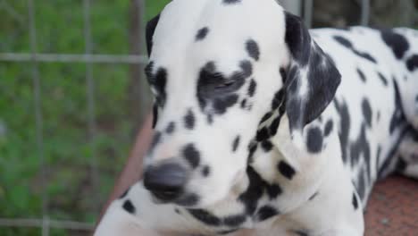 Trauriger-Dalmatinischer-Hund-Zur-Adoption-In-Einem-Käfig-Im-Garten-Eingesperrt