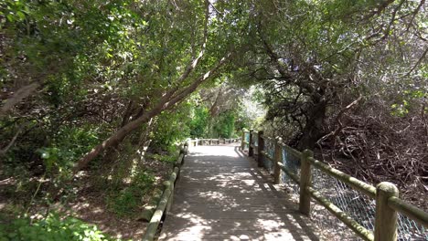 Walking-On-The-Empty-Wooden-Walkway-At-Boulders-Beach-in-Cape-Town,-South-Africa