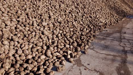 Sugar-Beet-Root-Crops-Piled-After-Harvest-For-Sugar-Production---Aerial-Drone