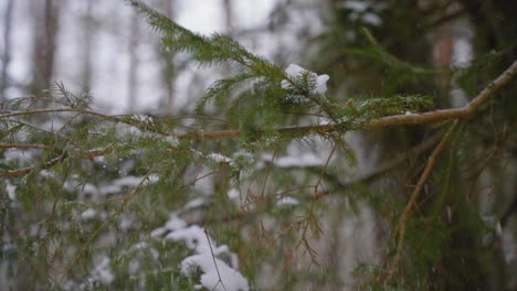 Mano-Sacudiendo-La-Nieve-De-La-Rama-De-Un-árbol-En-El-Bosque-De-Invierno