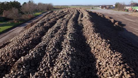 Aerial-View-Of-Pile-Of-Sugar-Beet-Harvest-In-The-Farm---Drone-Shot
