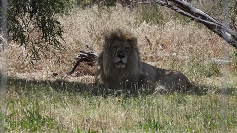 Big-Maned-Lion-Sunbathe-In-A-Lion-Reserve-In-Cape-Town,-South-Africa