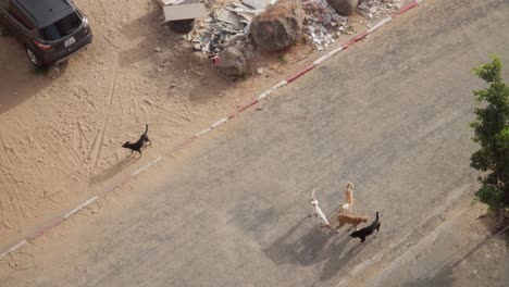 Stray-dogs-wandering-the-streets-in-Dakar,-West-Africa