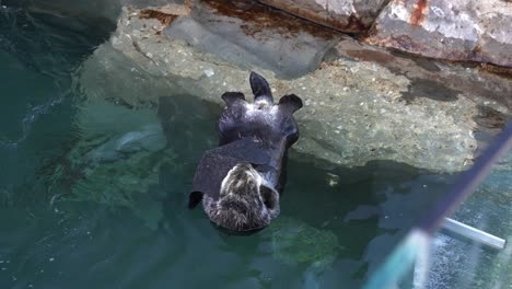 Sea-Otter-floats-on-it's-back-in-a-clear-water-enclosure-relaxing-and-playing-with-a-small-black-blanket-by-place-it-on-it's-face-whilst-grooming-it's-fur-around-the-face