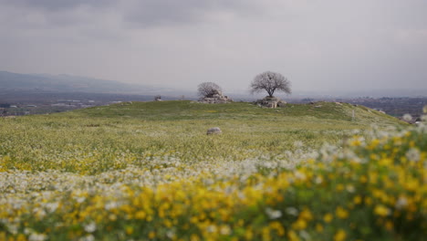 Bäume-Auf-Einem-Feld-Mit-Blumen-In-Laodicea