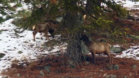 Elk-Eats-Under-The-Pine-Tree-In-Winter-In-Boise-National-Forest,-USA