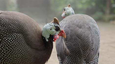 Two-Helmeted-guineafowl-foraging-for-food.-Numida-meleagris