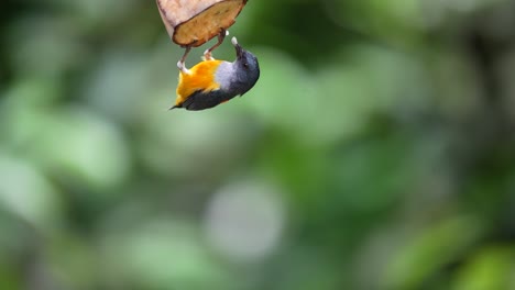 Der-Orangefarbene-Blumenspechtvogel-Frisst-Eine-Hängende-Reife-Banane