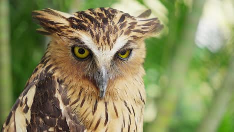 Face-of-buffy-fish-owl-with-green-vegetation-background