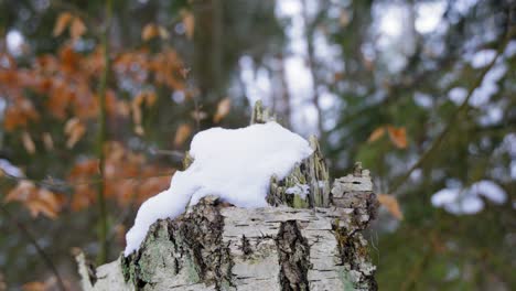 Tree-Trunk-In-Winter-Forest-Wonderland