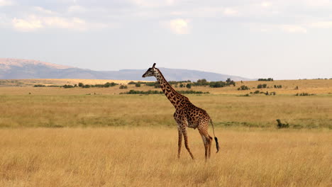 Walking-Kilimanjaro-Giraffe-In-Masai-Mara-National-Reserve-In-Kenya,-Africa