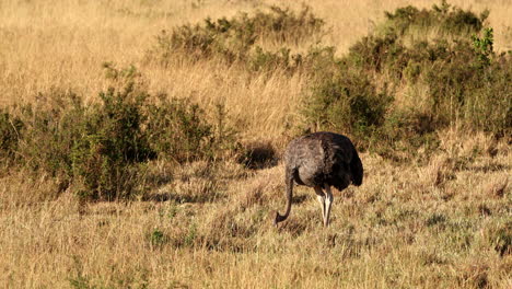 Maasai-Ostrich-In-The-Wild-Savanna-In-Maasai-Mara-National-Reserve,-Kenya,-Africa