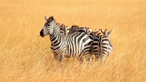 A-Herd-Of-Beautiful-Zebras-In-Maasai-Mara-National-Reserve,-Kenya,-Africa