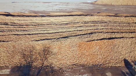 Panoramic-View-Over-Large-Sugar-Beet-Harvest-Piled-In-The-Field---Drone-Shot