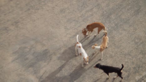 Streunende-Hunde,-Die-Durch-Die-Straßen-Streifen