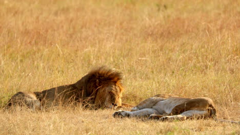 Sleeping-Lions-In-Savannah-Safari-Of-Maasai-Mara-National-Reserve,-Kenya,-Africa