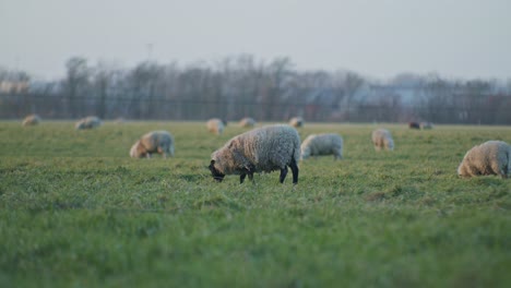Ein-Schwarzes-Dolly-Schaf,-Das-Tagsüber-Auf-Einer-Wiese-Weidet-Und-Gras-Frisst,-Mit-Weitwinkelansicht