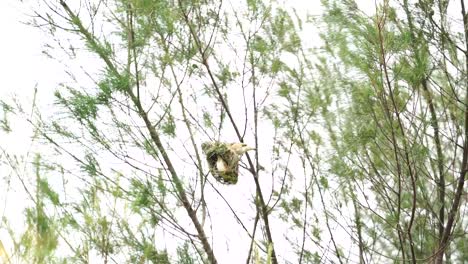 Gestreifter-Webervogel-Oder-Indonesischer-Manyar-Vogel-Im-Nest-Auf-Dem-Baum