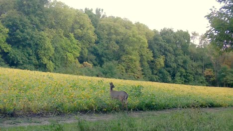 White-tail-deer---An-alert-doe-cautiously-grazes-on-the-edge-of-a-soybean-field-the-Midwest-in-Autumn