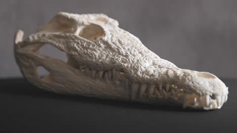 Cráneo-De-Cocodrilo-Del-Nilo-Con-Patrones-Intrincados-En-El-Hueso-Y-Muchos-Dientes-Afilados
