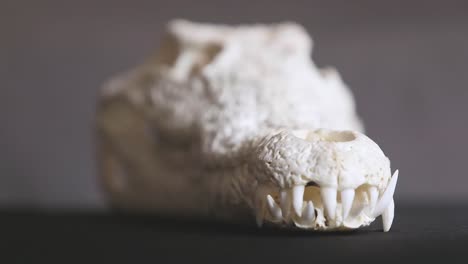 Impresionante-Cráneo-De-Un-Cocodrilo-Del-Nilo-Con-Dientes-Afilados