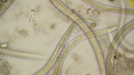 Strong-moving-roundworms,-nematodes,-under-microscope-at-400-times-magnification
