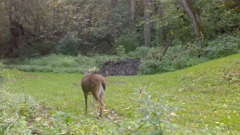 White-tail-deer---4-point-buck-with-irregular-walks-in-a-clearing-in-the-woods