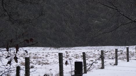 Cerrar-La-Nieve-Cayendo-En-El-Campo-Con-árboles-En-El-Fondo,-Paisaje-Invernal-Lommelse-Sahara