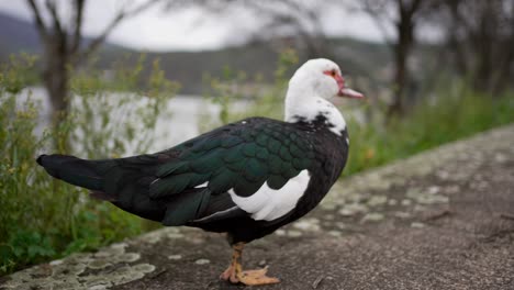 Muscovy-Duck-by-Riverside,-Natural-Habitat