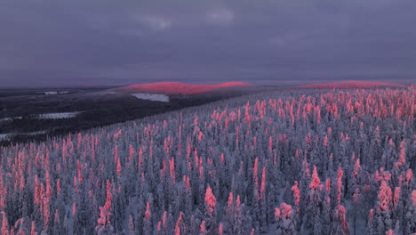 Aerial-tracking-shot-over-snowy-wilderness-in-Syote-national-park,-winter-sunset-in-Finland