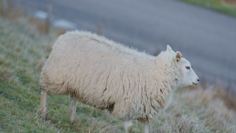 Ein-Dolly-Schaf,-Das-Tagsüber-Auf-Einer-Wiese-Weidet-Und-Gras-Frisst