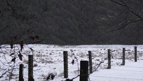 Nieve-Cayendo-Del-Cielo-Con-árboles-En-El-Fondo-En-El-Bosque-Belga,-Paisaje-Invernal