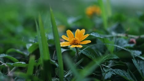 4k|-rain-keep-dropping-on-yellow-flower-in-slow-motion-with-bokeh