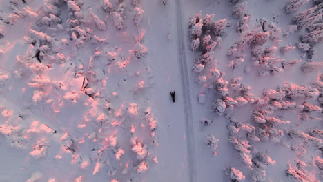 Top-down-drone-shot-following-a-snowmobile-in-a-snowy-forest,-sunrise-in-Lapland