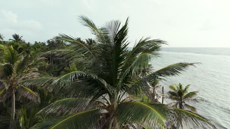 Coconut-Palm-Trees-on-Tropical-Coastline-Road-on-San-Andres-Island,-Columbia,-Aerial-Reveal