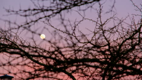 Trucking-shot-of-full-moon-in-blue-hour-sky-with-spiky-thorn-tree-in-foreground