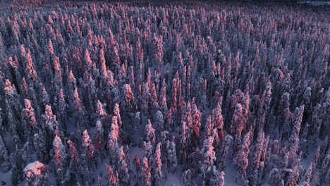 Drone-circling-around-a-lilac-and-pink-snowy-forest,-dramatic-sunset-in-Lapland