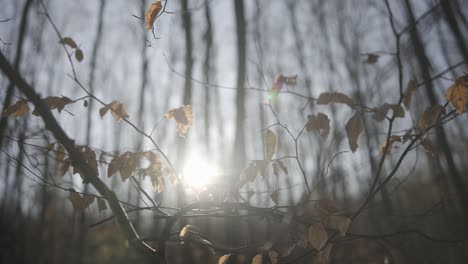 Goldener-Herbst-Und-Bunte-Blätter-An-Den-Bäumen