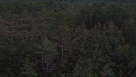 Pines-in-the-swamp-in-the-evening,-view-of-the-lookout-tower