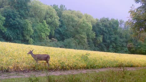 White-tail-deer---Doe-and-her-fawn-cautiously-walk-into-a-soybean-field-in-the-Midwest-in-Autumn