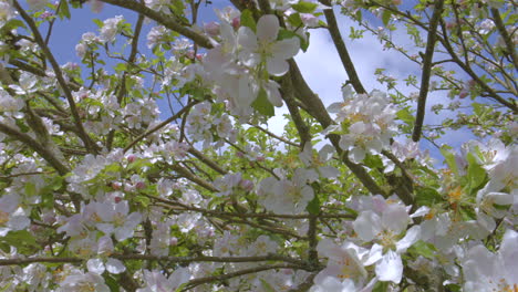 Macro-shot-through-apple-blossoms