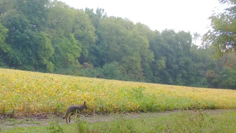 Red-fox-running-on-a-game-trail-along-a-soybean-field-on-a-cloudy-fall-afternoon-in-early-autumn-in-in-the-Midwest
