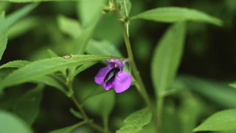 Handheld-Zoomaufnahme-Von-Insekten,-Die-Sich-Von-Lila-Wildblumennektar-Ernähren