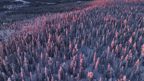 Aerial-view-circling-vivid-snow-covered-forest,-dramatic-sundown-in-Syote,-Finland