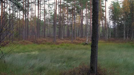 Autumn-evening-bog-panorama-with-birches-and-pines