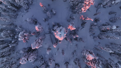 Birds-eye-drone-shot-above-a-sunlit-snowy-tree,-winter-evening-in-Lapland